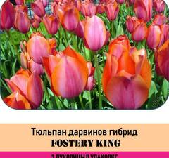 Тюльпан Дарвинов гибрид 'Fostery King' рис.2