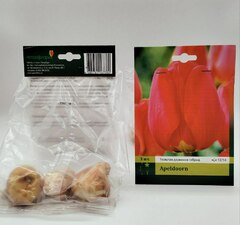 Тюльпан Дарвинов гибрид 'Apeldorn'