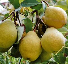 Груша "Просто Мария"