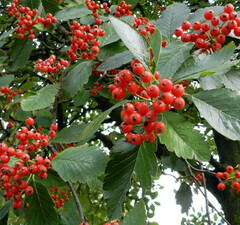 Рябина промежуточная