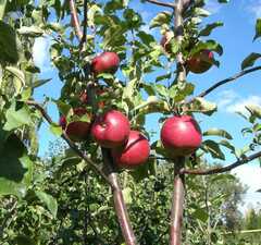 Яблоня "Антей"