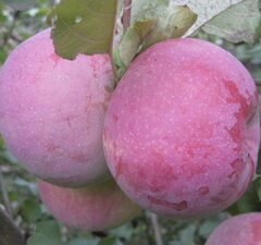 Яблоня "Брянское Алое"