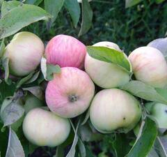 Яблоня "Грушовка Московская"