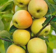 Яблоня колоновидная "Диалог" 