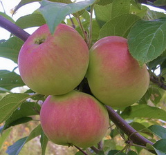 Яблоня "Подарок Графского"