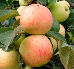 Яблоня "Юбиляр"