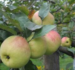 Яблоня "Синап Орловский"