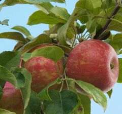 Яблоня "Флагман" 