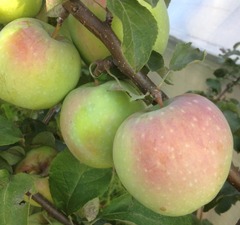 Груша "Шантеклер" 