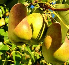 Груша "Чудесница"