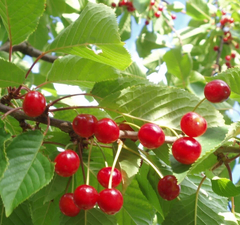 Вишня плодовая "Шубинка" 