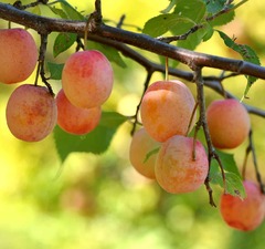 Слива "Яхонтовая" 