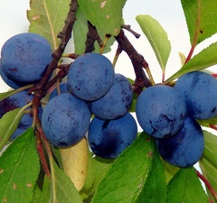 Слива домашняя "Синий Дар" 