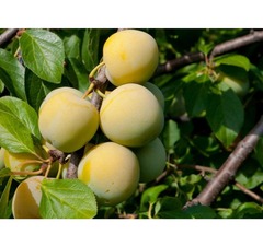 Слива "Ренклод колхозный"