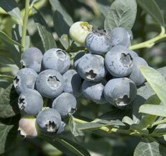 Голубика высокорослая 'Brigitta'