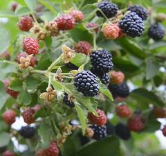 Ежевика 'Osaige'