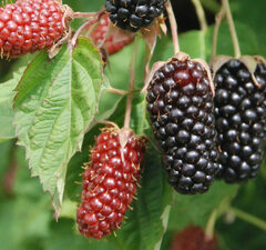 Ежевика 'Columbia Sunrise'