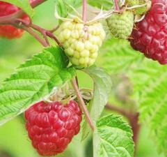 Малина "Спутница"