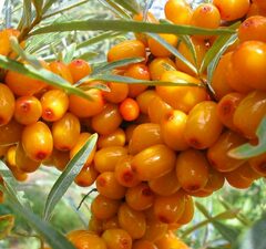 Облепиха "Августина"