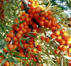 Облепиха "Ажурная" 