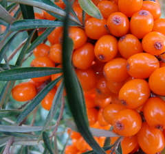 Облепиха "Джемовая"