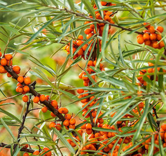 Облепиха "Любимая"