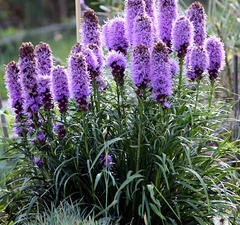 Лиатрис колосковый