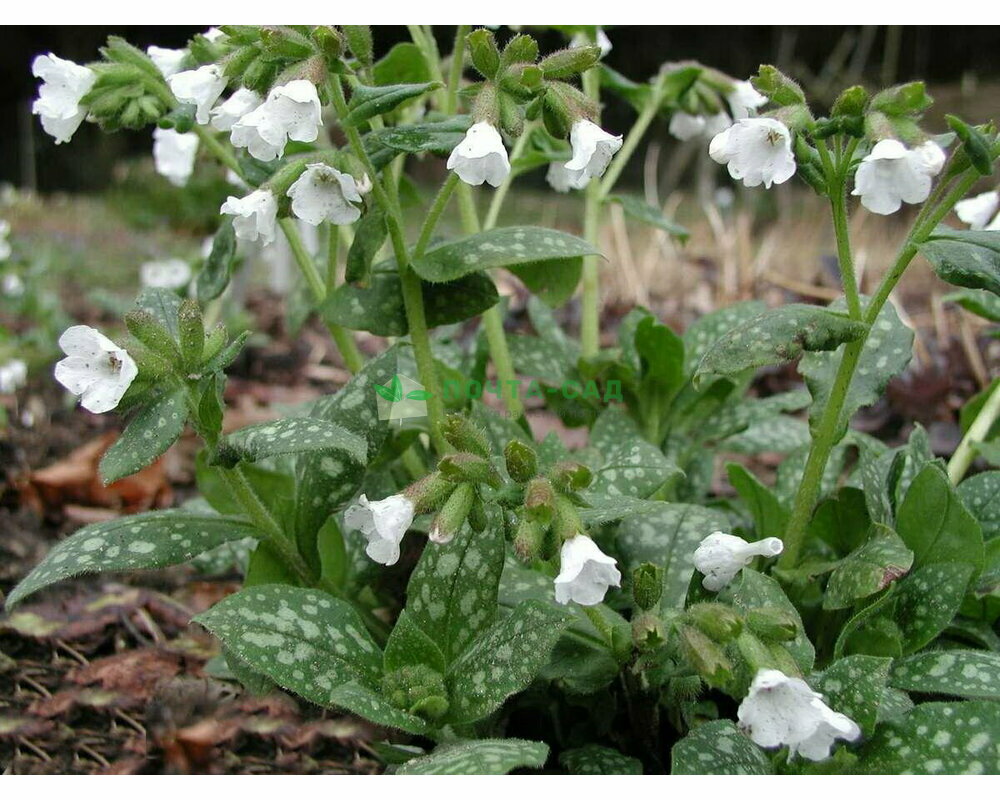 Медуница сахарная Sissinghurst White. Pulmonaria officinalis Sissinghurst White. Pulmonaria saccharata. Медуница Муншайн.