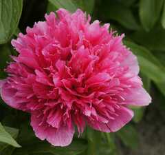 Пион лекарственный 'Rosea Plena'