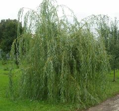 Ива гибридная "Плакучий Гном"