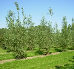 Ива "Стрела Купидона"