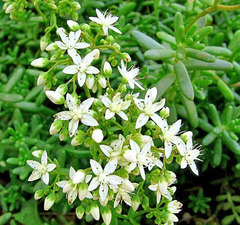 Седум белый