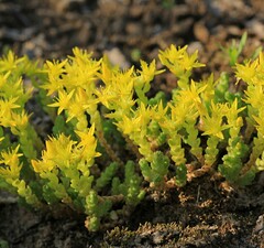 Седум едкий