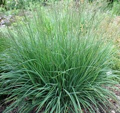 Молиния голубая