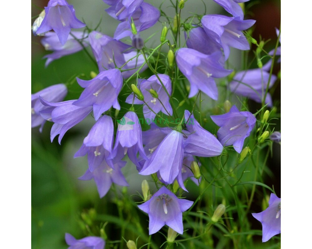 Campanula rotundifolia