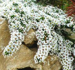 Астра вересковая