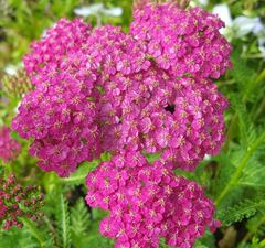 Тысячелистник обыкновенный 'Little Susie'