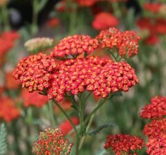 Тысячелистник обыкновенный 'Walter Funke'