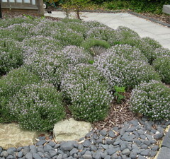 Тимьян обыкновенный 'Fredo'