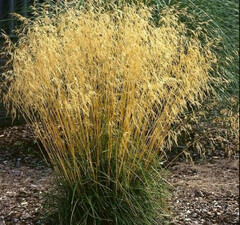 Щучка дернистая 'Goldschleier'