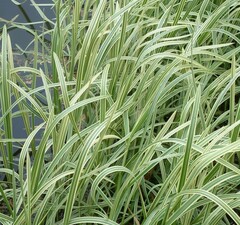 Манник большой 'Variegata'