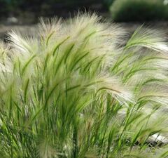 Ячмень гривастый