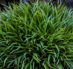 Ожика снежно-белая