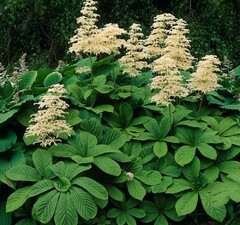 Роджерсия конскокаштанолистная