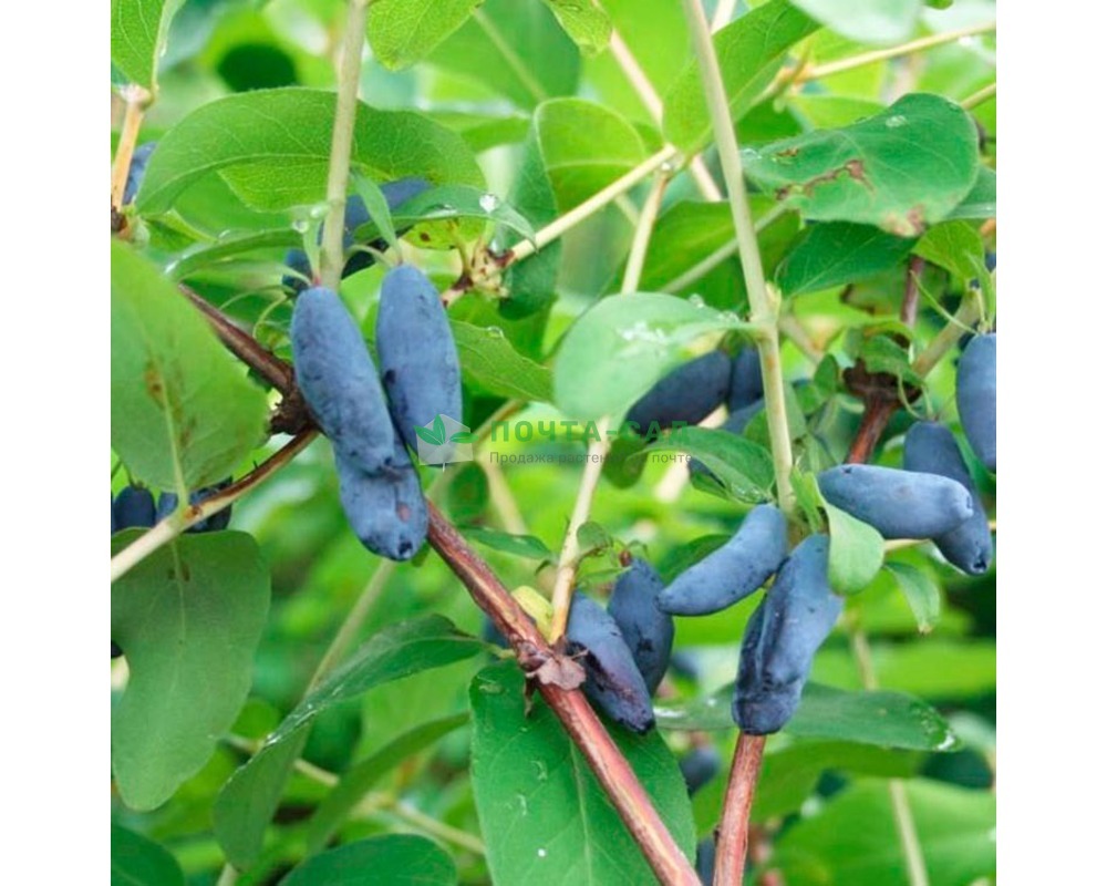 Жимолость восторг морозостойкость. Жимолость съедобная (Lonicera edulis `нимфа`). Жимолость томичка. Жимолость Омега. Жимолость съедобная Пушкинская.