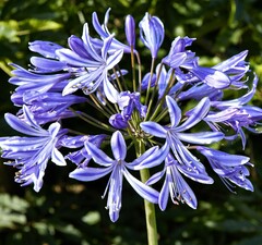 Агапантус 'Donau'