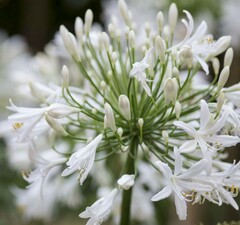 Агапантус африканский 'Albus'