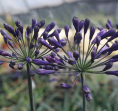 Агапантус 'Black Buddhist'