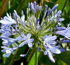 Агапантус 'Columba'