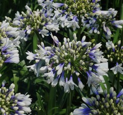 Агапантус 'Twister'